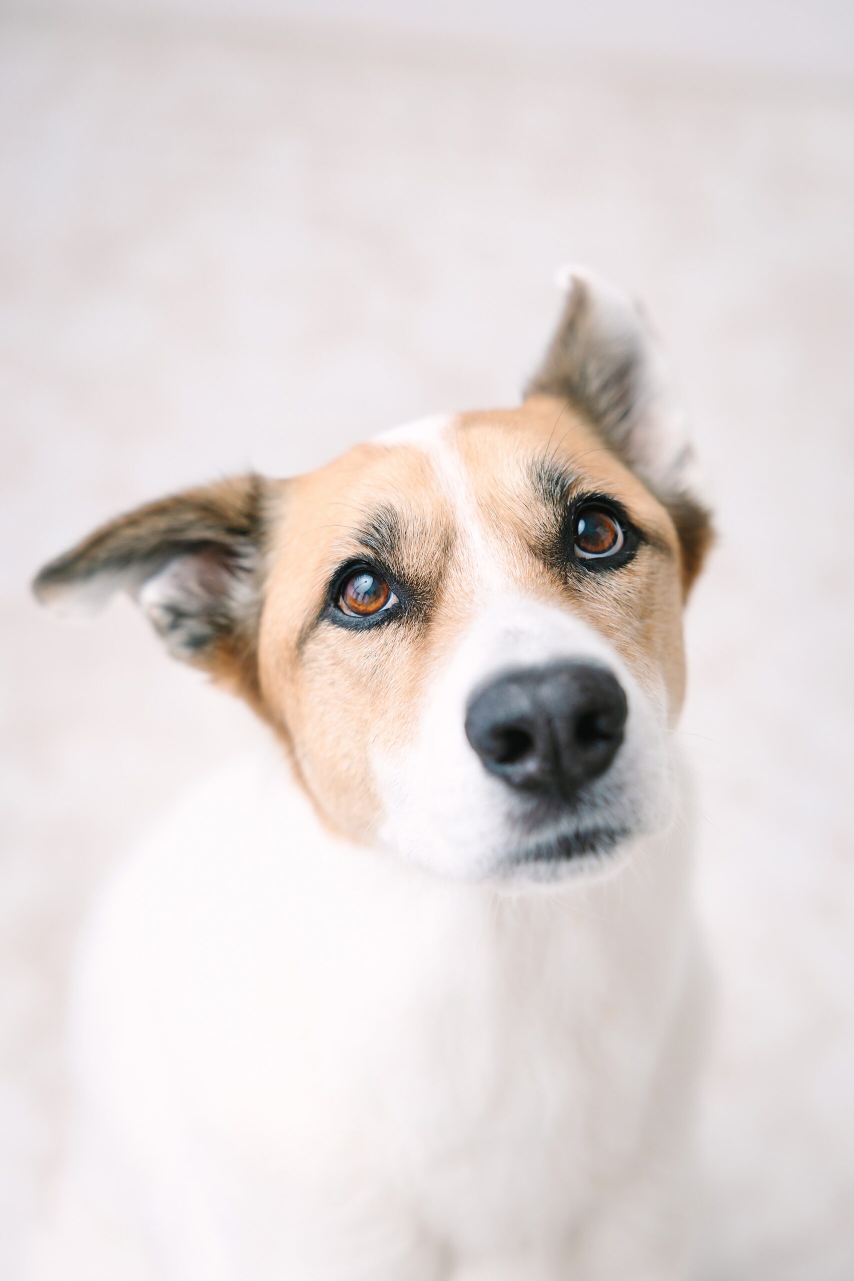 A white and tan dog looking up with curious eyes.