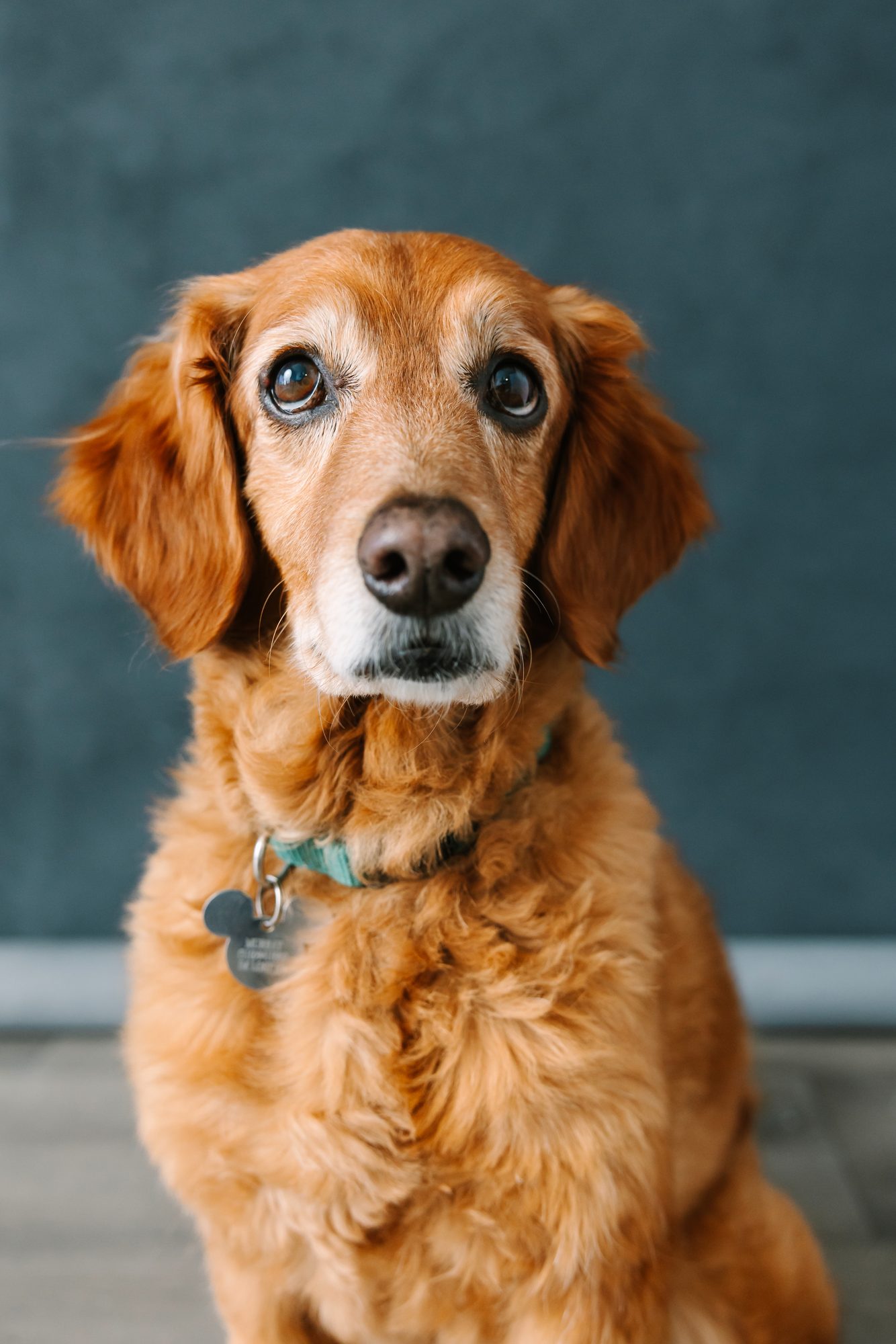 Studio portrait of a family dog against a blue backdrop